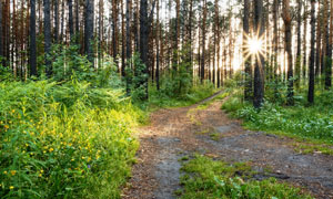 樹林里的三岔路口風(fēng)景攝影高清圖片