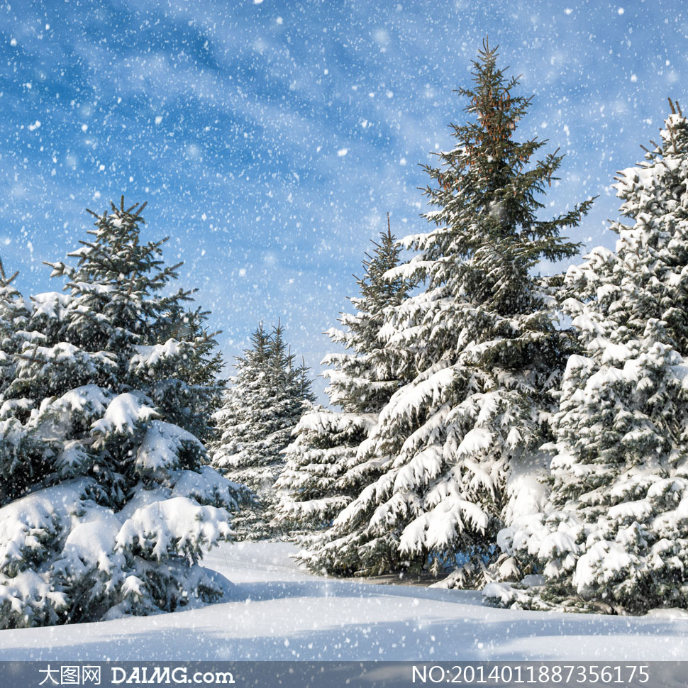 落满积雪的松树林风光摄影高清图片