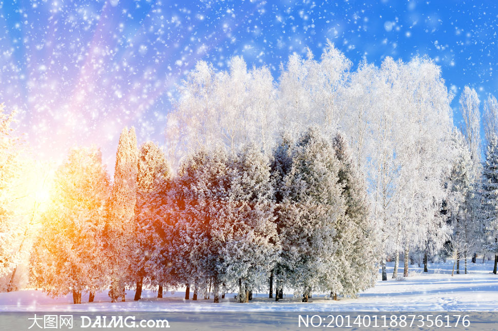 冬天里挂满雪花的树木摄影高清图片 - 大图网设计素材下载