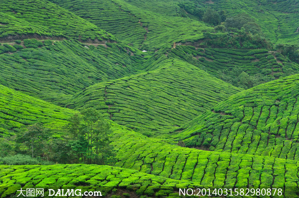 大规模种植的茶叶风光摄影高清图片