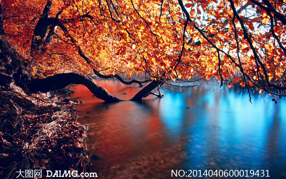 秋季森林溪水唯美摄影图片