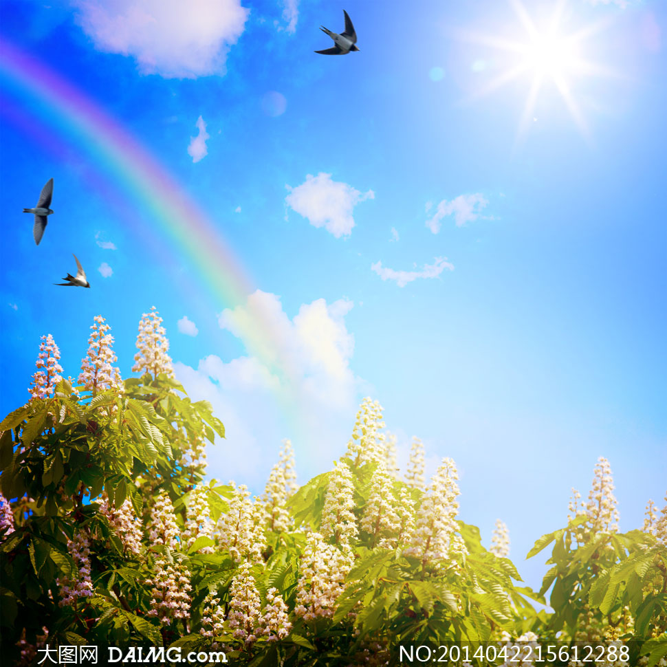蓝天白云彩虹阳光植物摄影高清图片