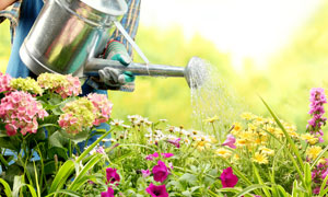 在浇水的园丁与鲜花丛摄影高清图片