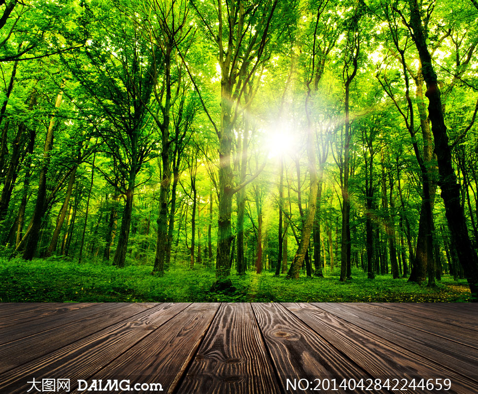 阳光树林草地木板风景摄影高清图片