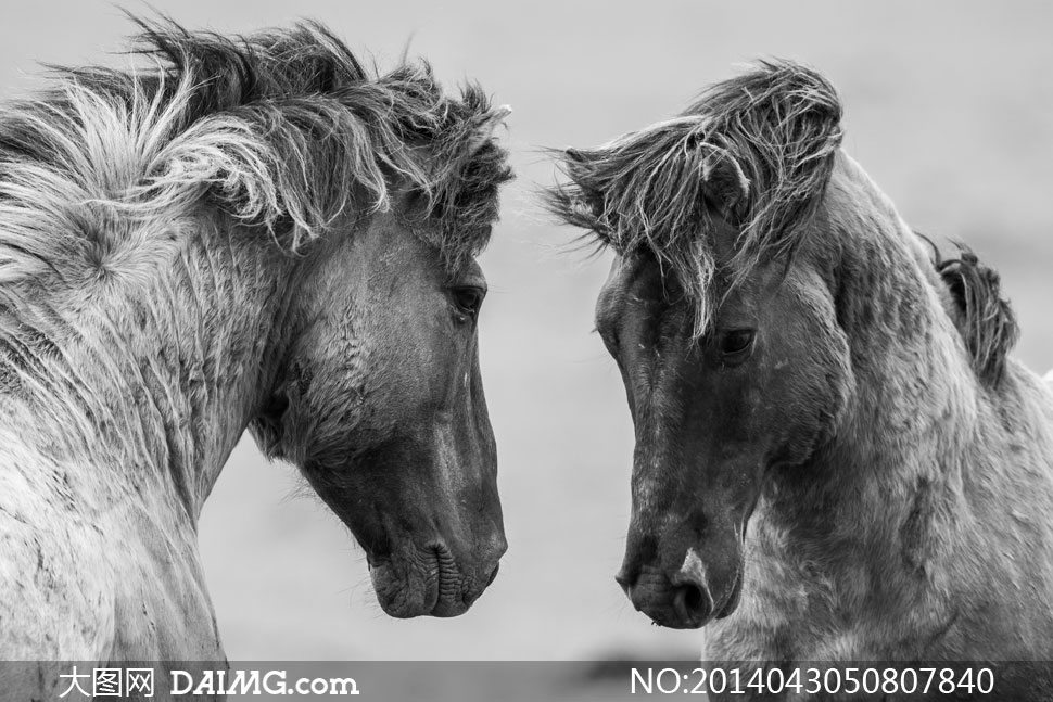 灰白色调下的两匹大马摄影高清图片 - 大图网设