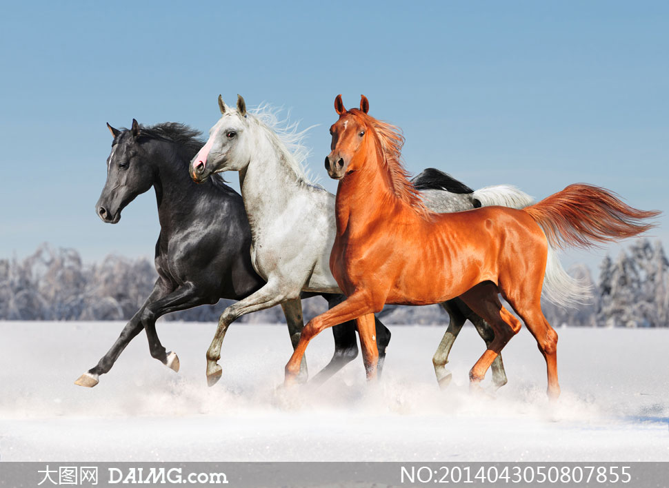 意气风发的三匹马侧面摄影高清图片