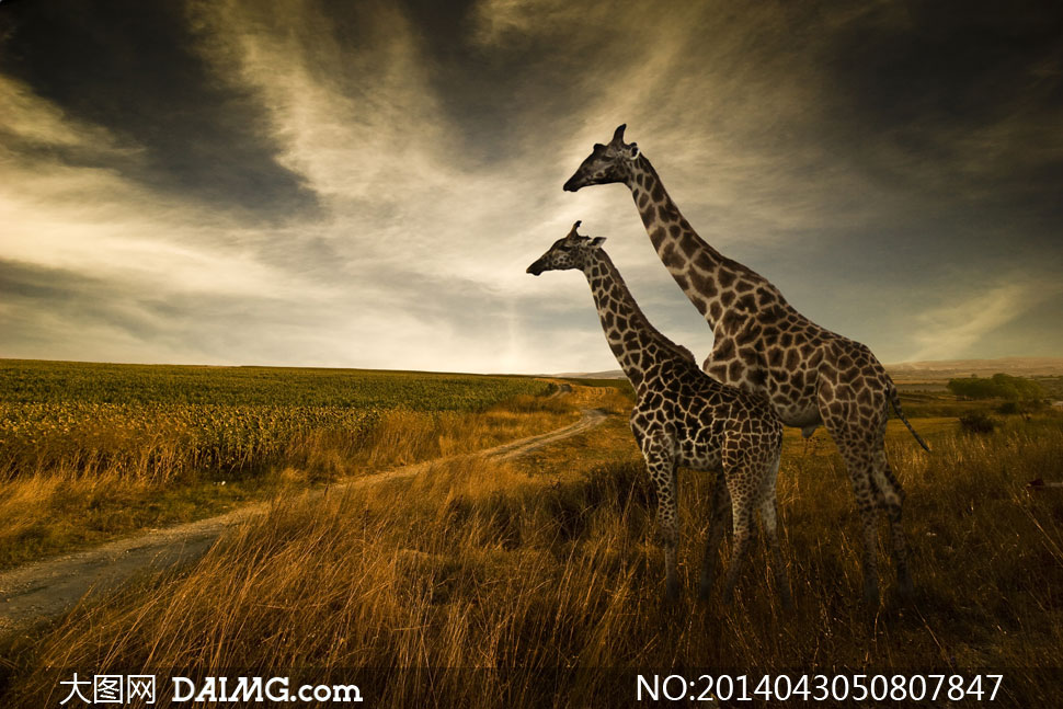 荒草丛中站着的长颈鹿摄影高清图片 - 大图网设