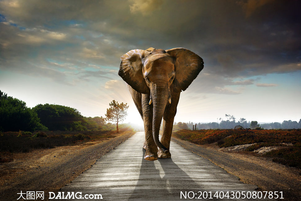迈步走在公路上的大象摄影高清图片 - 大图网设