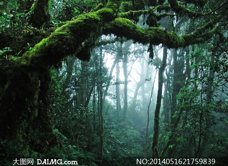 原始森林里的树木风光摄影高清图片