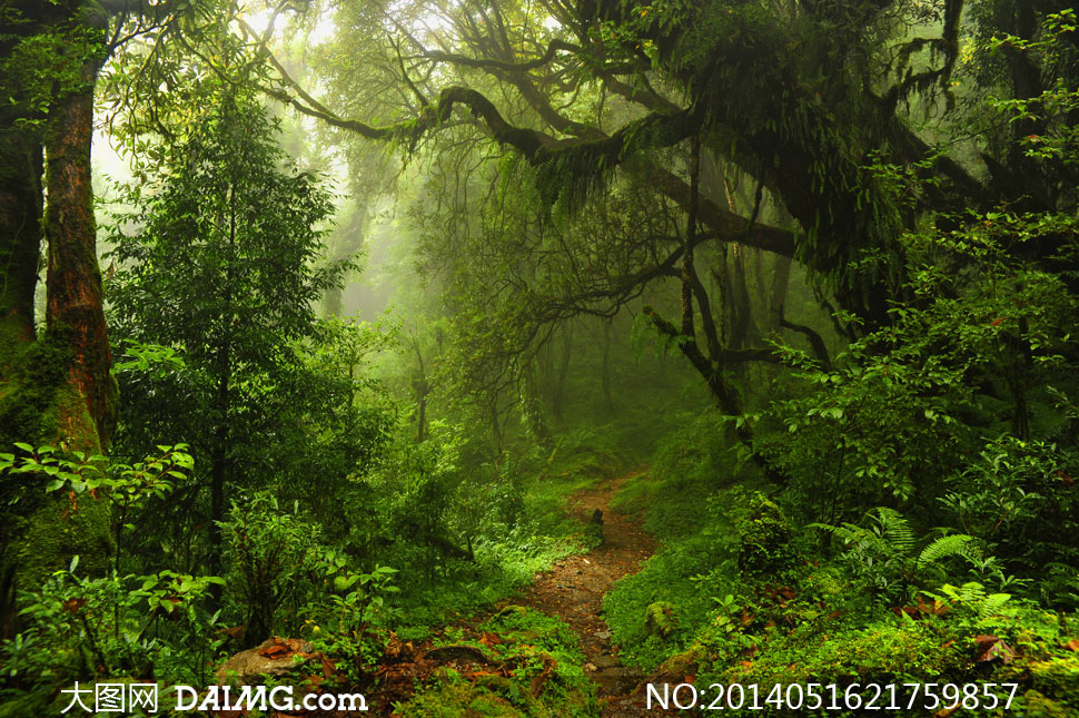 葱葱茏茏树林自然风光摄影高清图片