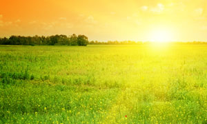 大图首页 高清图片 自然风光 > 素材列表  阳光照耀下的田野花草摄影