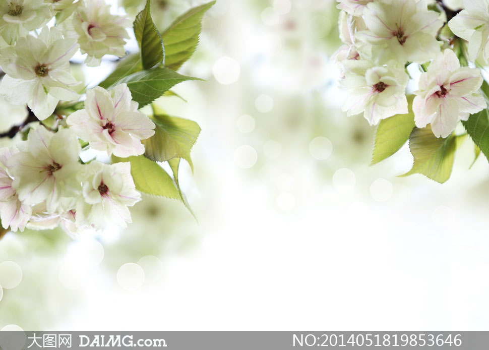 春天里盛开的樱花散景摄影高清图片 - 大图网设