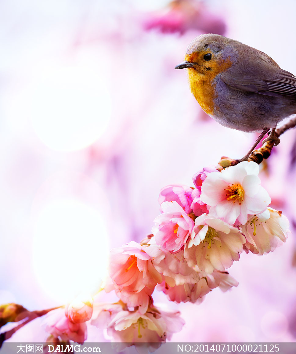 唯美花枝上的小鸟摄影图片 - 大图网设计素材下