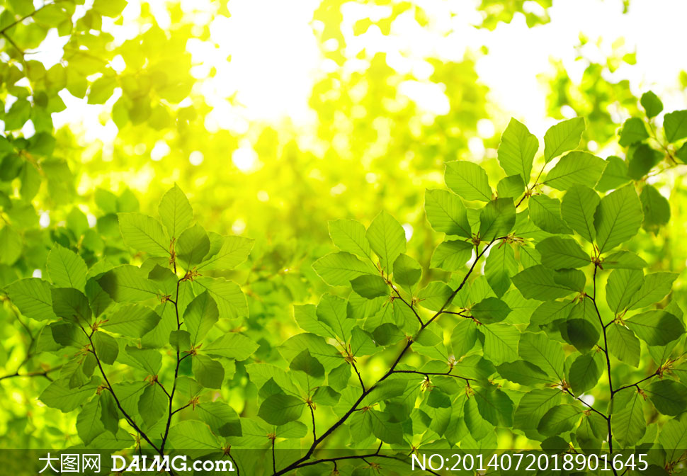 阳光中的树叶风景近景摄影高清图片