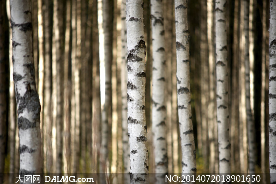 茂密桦树自然风光微距摄影高清图片_大图网图片素材