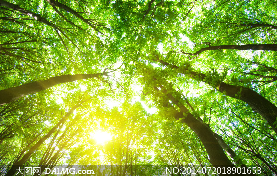 阳光照耀下的树林仰视摄影高清图片