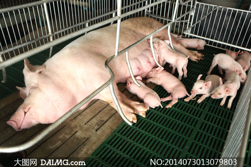 在哺乳一堆小猪崽的猪摄影高清图片