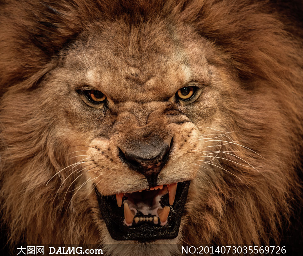 面露凶恶相的狮子特写摄影高清图片