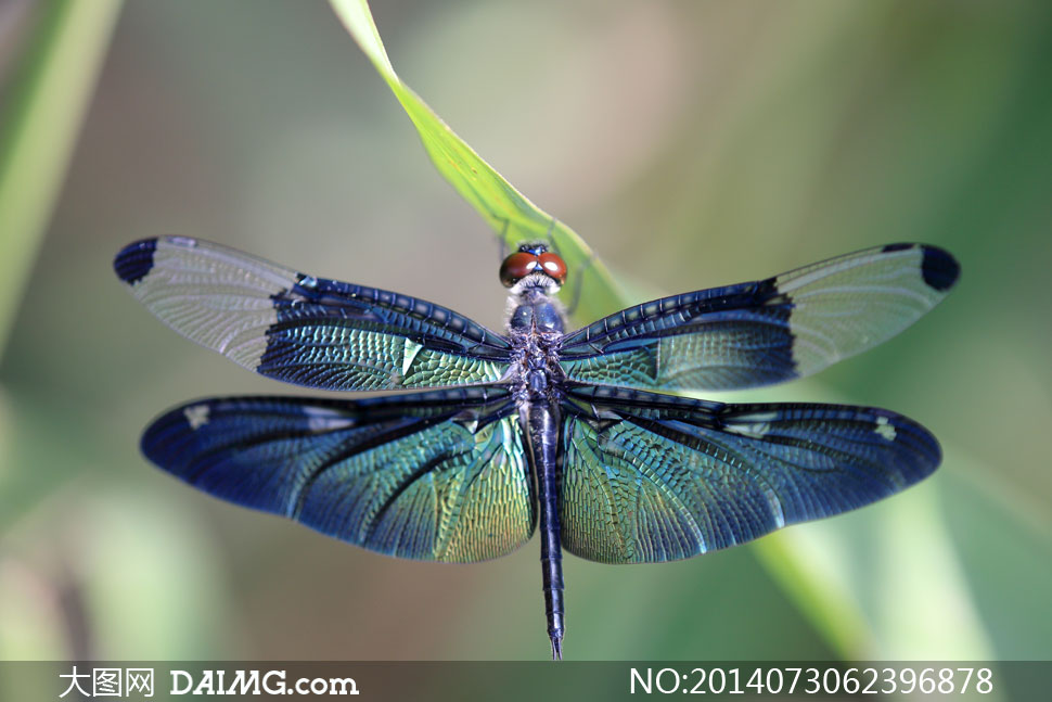 绿色叶子上的蜻蜓特写摄影高清图片 - 大图网设