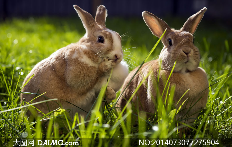 草丛中的两只可爱兔子摄影高清图片 - 大图网设