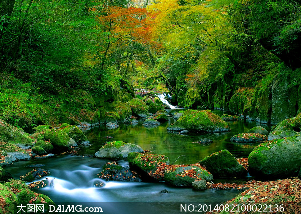 丛林小溪美丽风光摄影图片