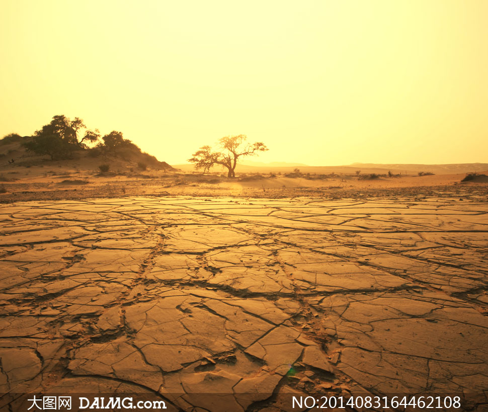 干旱土地与荒原上的树摄影高清图片 - 大图网设