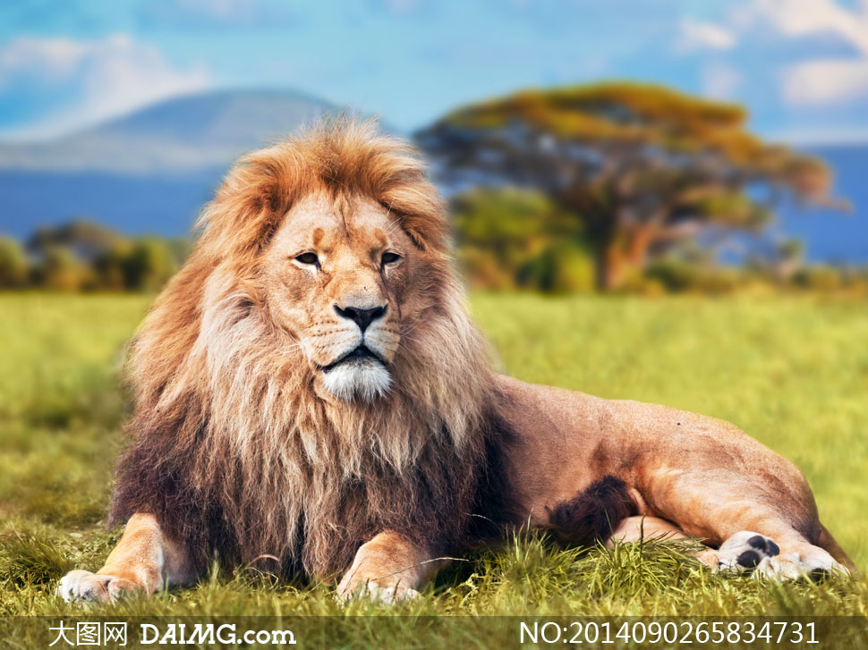 草原上卧着的狮子近景摄影高清图片 - 大图网设