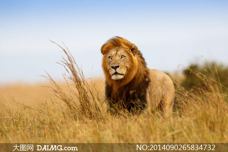 出没在草原上的非洲狮摄影高清图片 - 大图网设