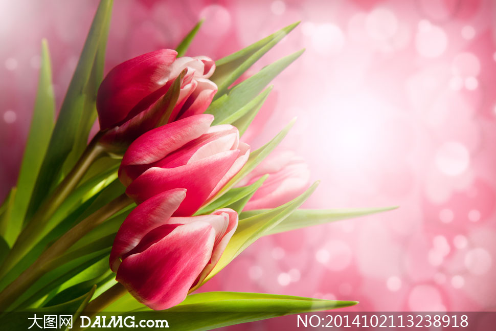 唯美背景与粉红色鲜花摄影高清图片 - 大图网设