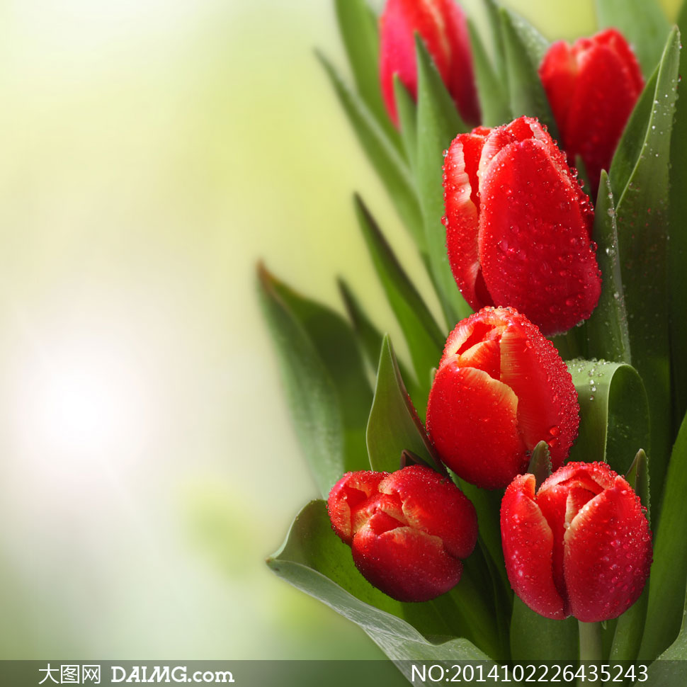 鲜艳红色郁金香花微距摄影高清图片