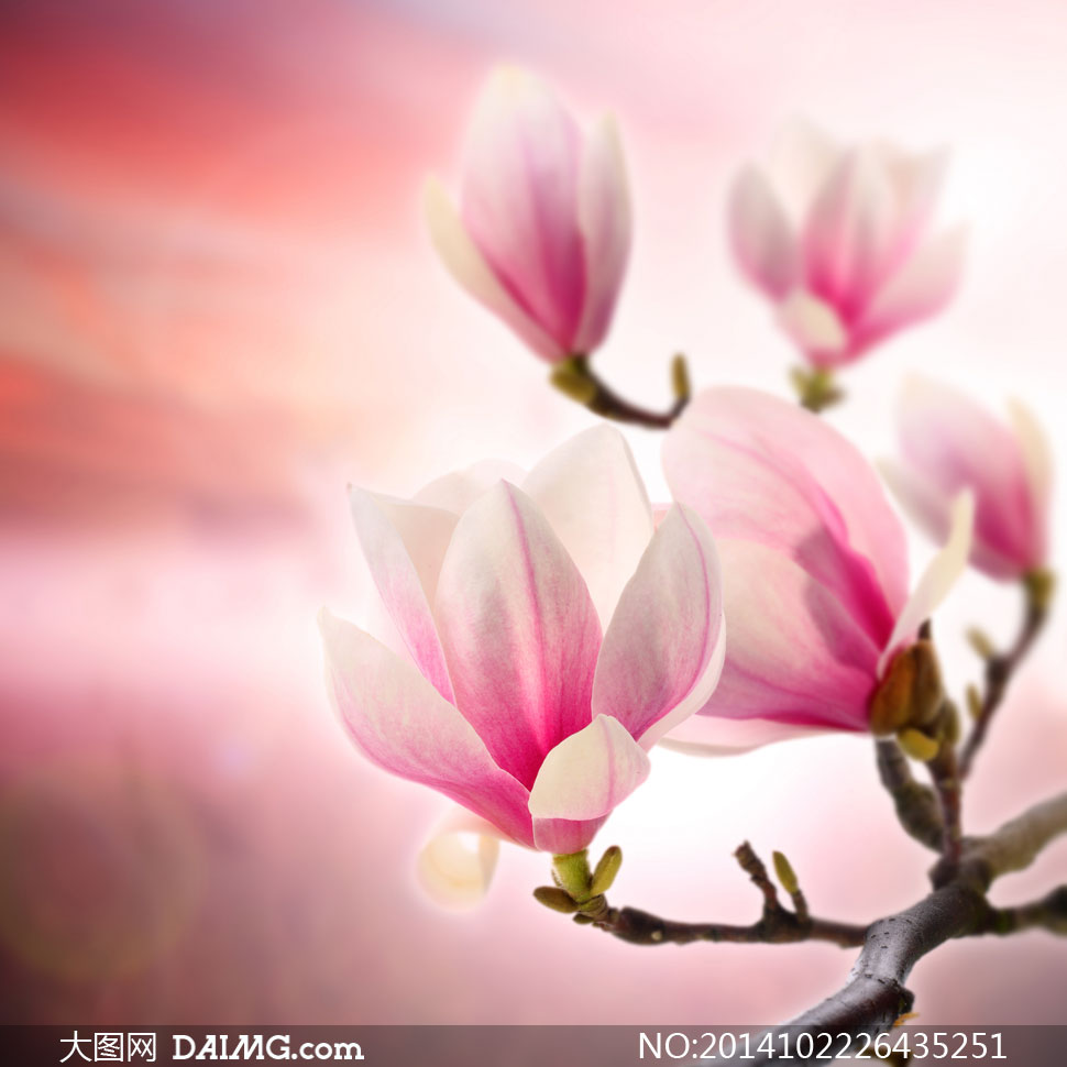 春天树枝上的粉红色花摄影高清图片