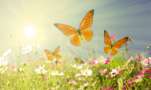 花草与飞舞的蝴蝶逆光摄影高清图片