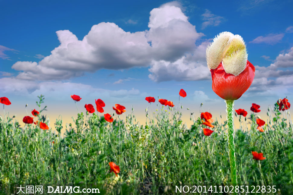 朵朵白云与红色罂粟花摄影高清图片_大图网图片素材