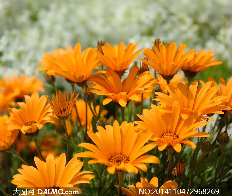 橙色鲜花植物特写近景摄影高清图片