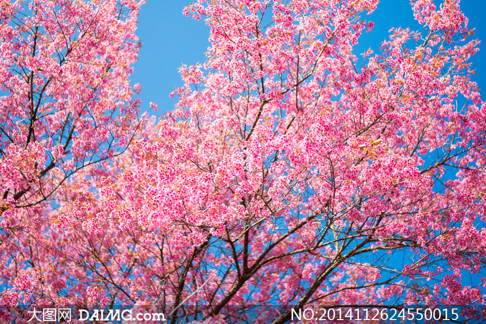 春天树上的粉红色樱花摄影高清图片