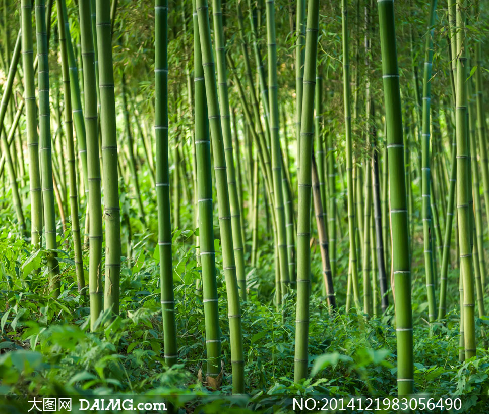 坚韧不拔的竹子竹林等摄影高清图片 - 大图网设计素材下载