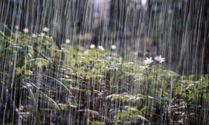 瓢泼大雨中的花草植物摄影高清图片