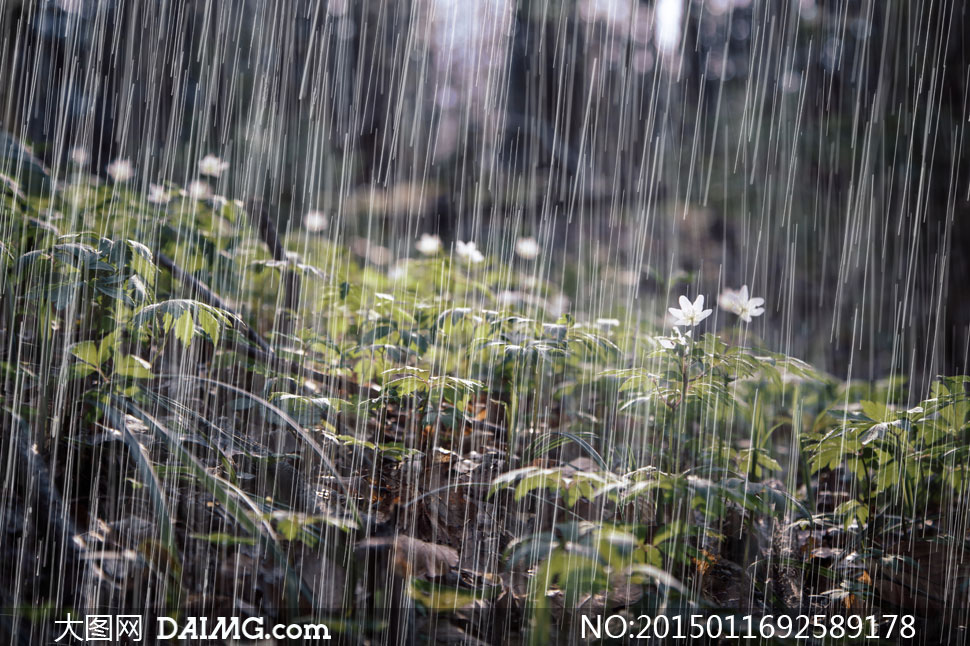 瓢泼大雨中的花草植物摄影高清图片 - 大图网设