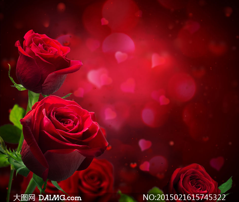红色玫瑰花与心形创意摄影高清图片