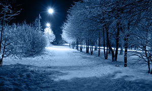 冬天路灯照耀下的树木摄影高清图片