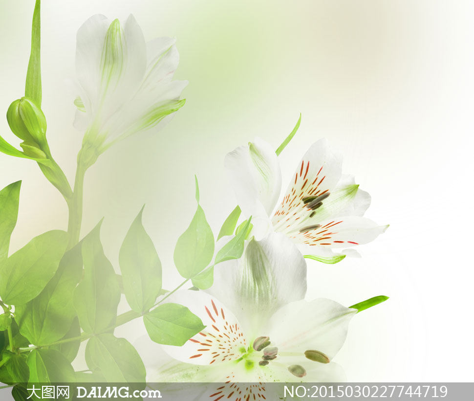 唯美百合花朵近景微距摄影高清图片_大图网图片素材