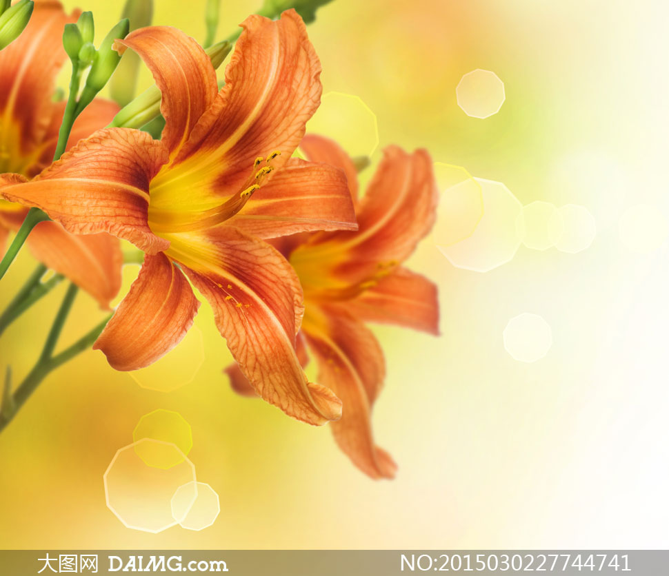 橙颜色的百合花朵特写摄影高清图片