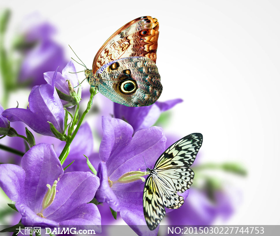 蝴蝶与紫色风铃草特写摄影高清图片