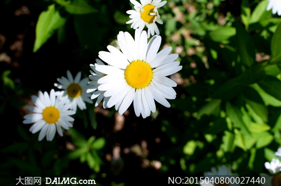 美丽的白菊花近景摄影图片 - 大图网设计素材下