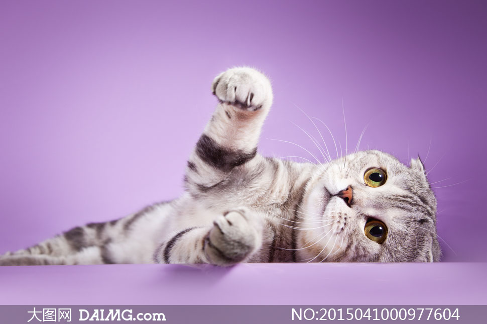 在玩耍卖萌的可爱猫咪摄影高清图片 - 大图网设