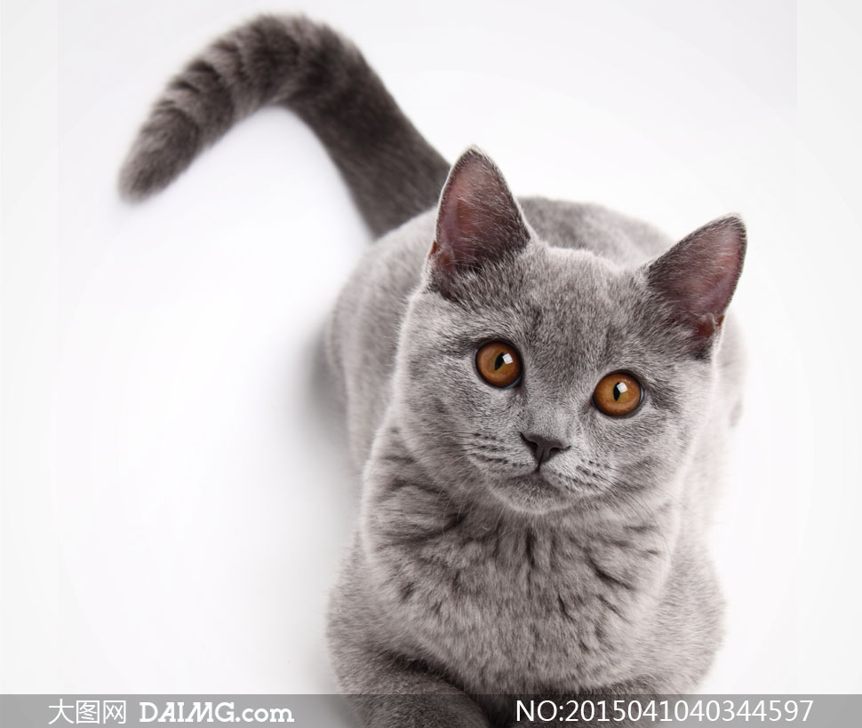 摇着尾巴的大灰猫近景摄影高清图片 - 大图网设