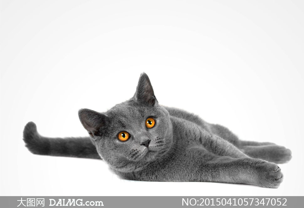 带着呆呆表情的灰色猫摄影高清图片