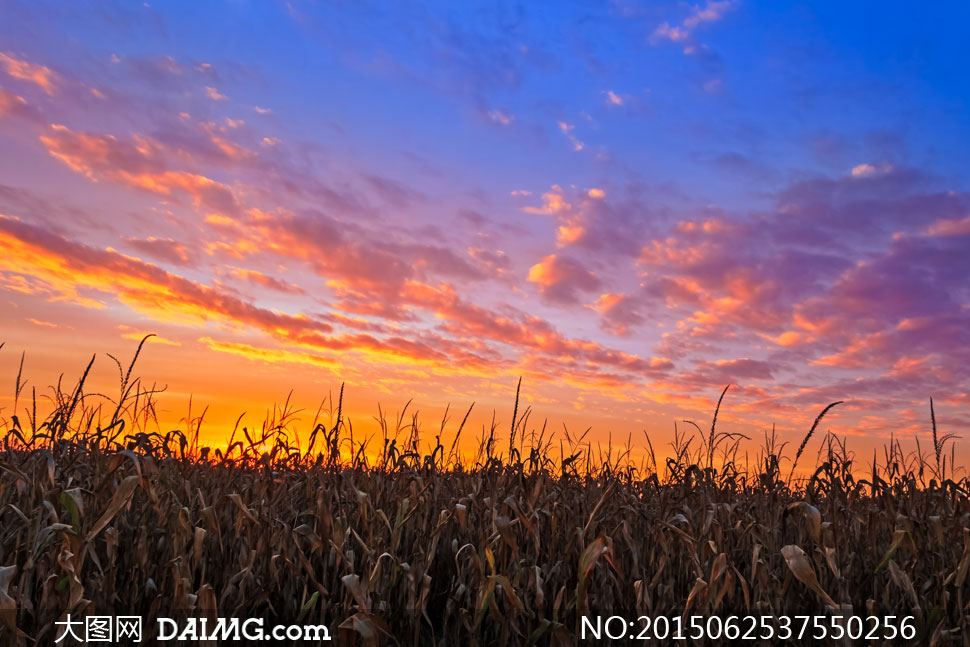 黄昏云彩与玉米地风景摄影高清图片 - 大图网设