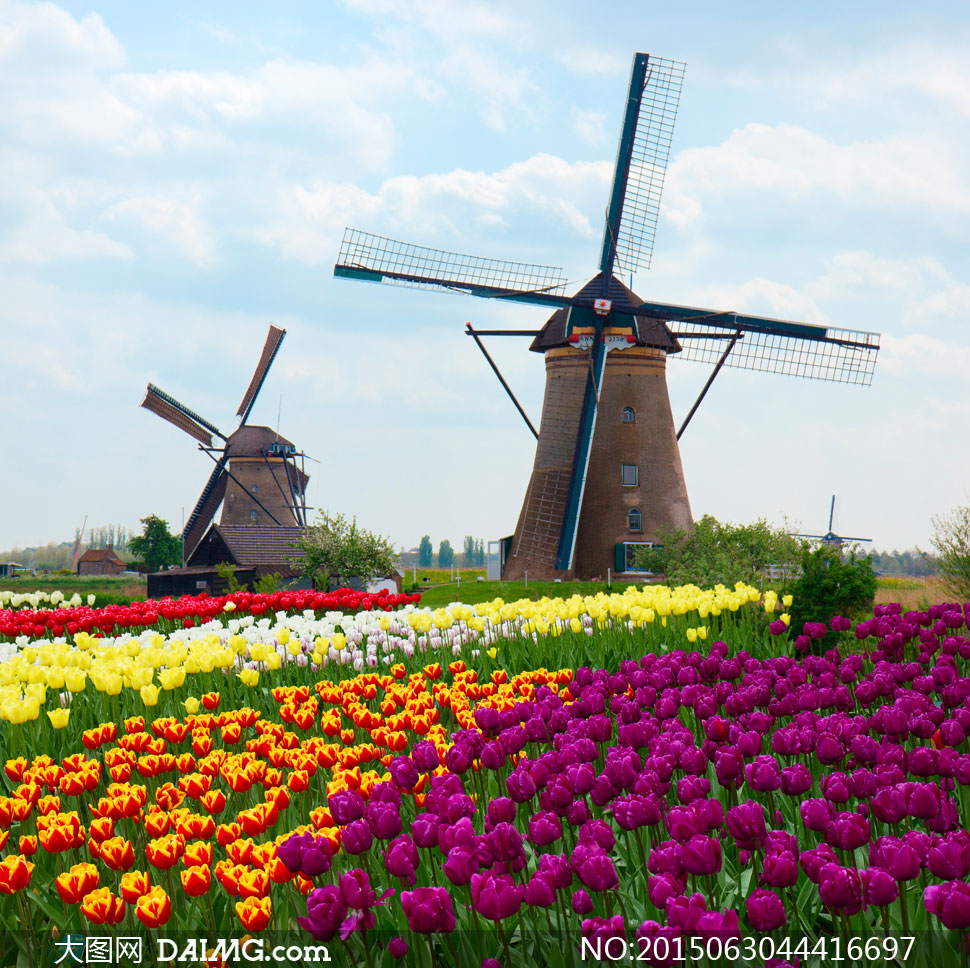 荷兰风车与鲜艳郁金香摄影高清图片 - 大图网设计素材下载