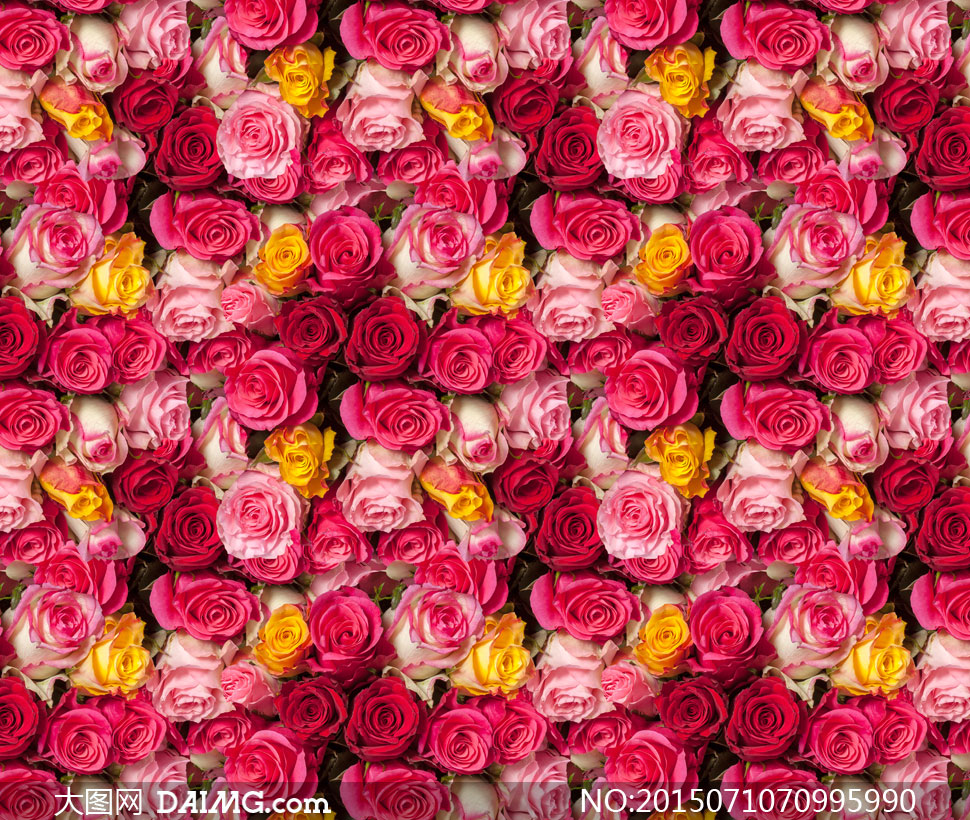 四方连续鲜艳玫瑰花朵背景高清图片 - 大图网设